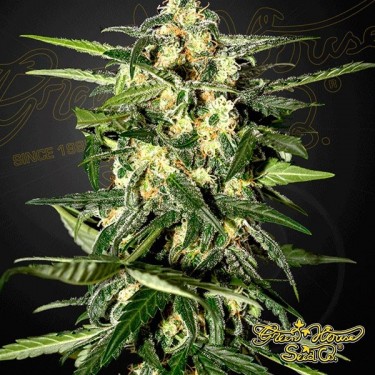 Jack Herer Auto