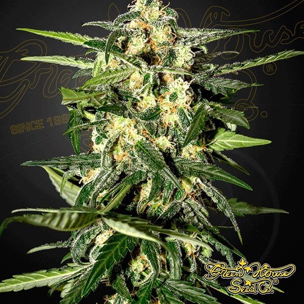 View Jack Herer Auto Cannabis Plant