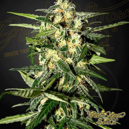 Jack Herer Auto Cannabis Plant
