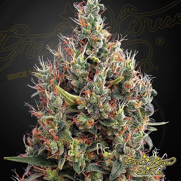 View Big Bang Auto Cannabis Plant