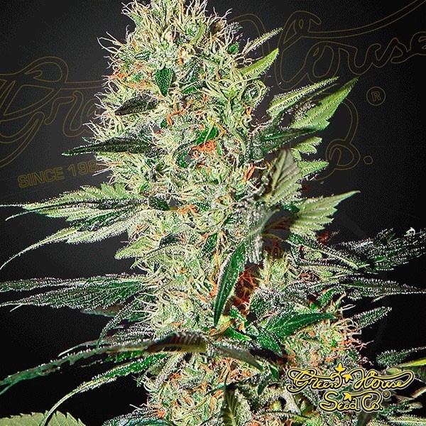 View Exodus Cheese Auto Cannabis Plant