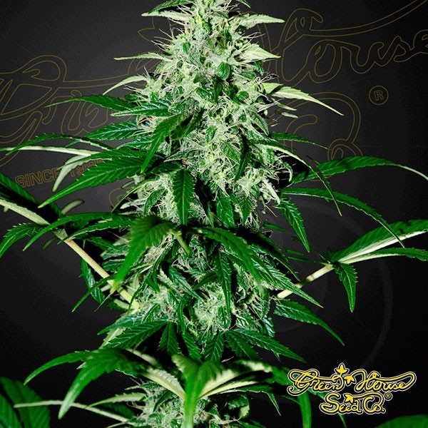 View Kalashnikova Auto Cannabis Plant