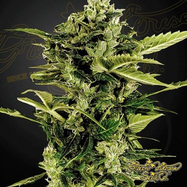 Auto Bomb cannabis plant