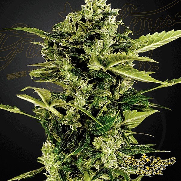 View Auto Bomb cannabis plant
