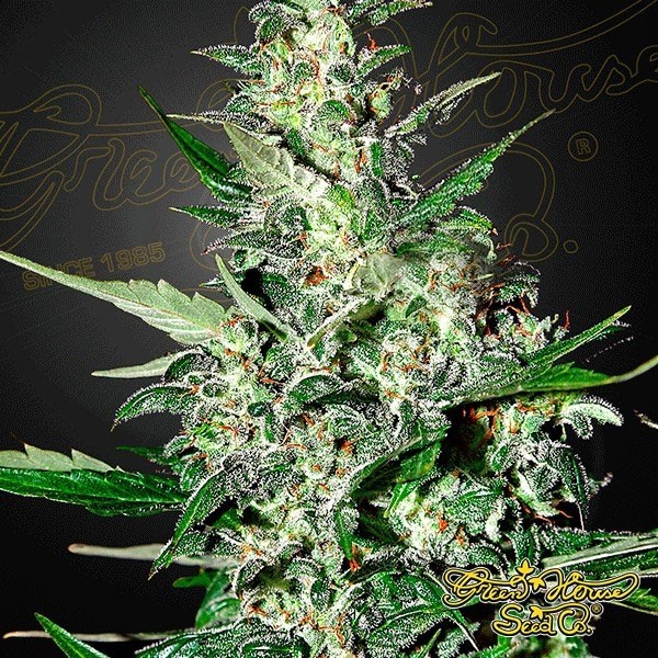 View Super Critical Auto cannabis plant