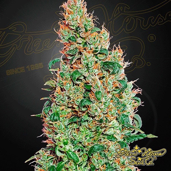 View Green-o-Matic marijuana plant