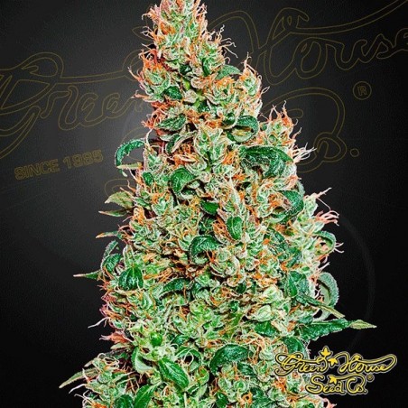 Green-o-Matic marijuana plant