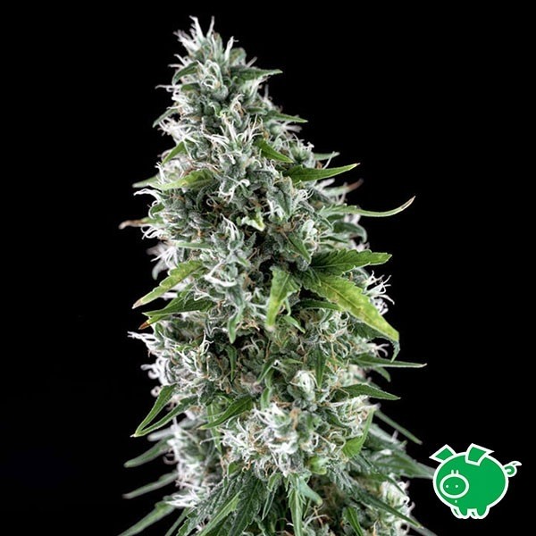 View Kritikal Bilbo x Ak47 marijuana plant