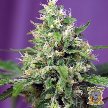 Sweet Amnesia Haze XL Auto