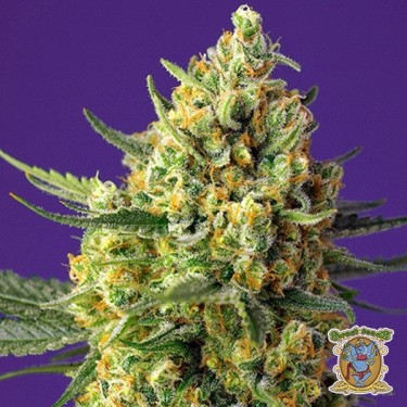 Crystal Candy XL Auto Marijuana Plant