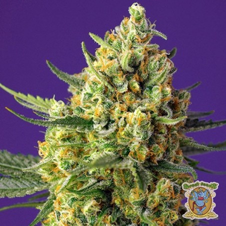 Crystal Candy XL Auto Marijuana Plant