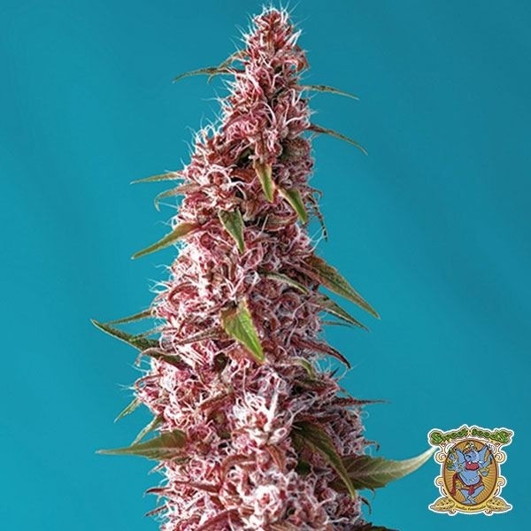 View Red Pure Auto CBD Marijuana Plant