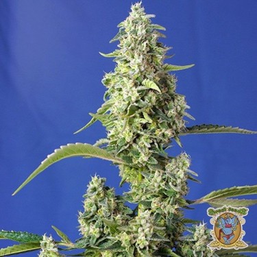 Gorilla Girl XL Auto Marijuana Plant