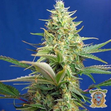 Sweet Pure Auto CBD