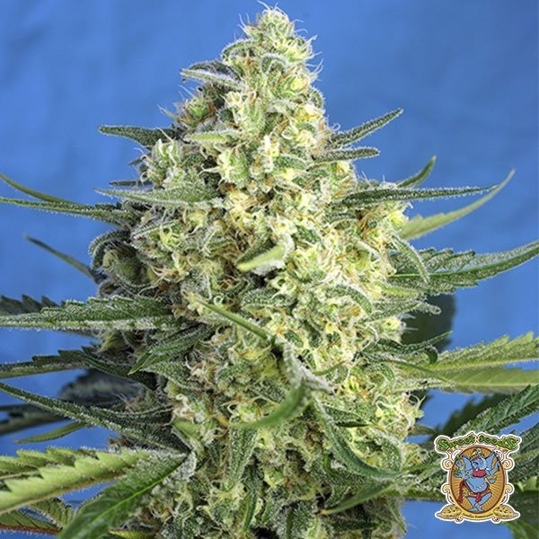 View Jack 47 XL Auto Cannabis Plant