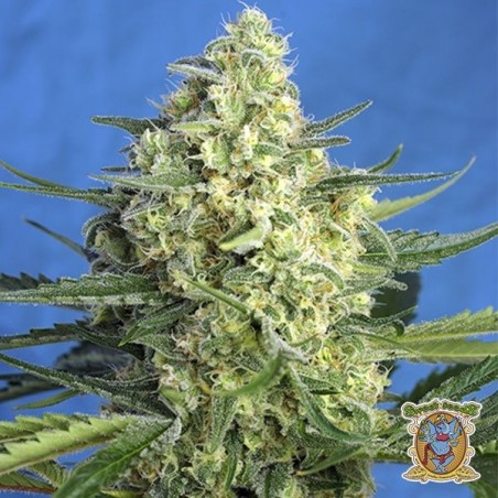 Jack 47 XL Auto Cannabis Plant