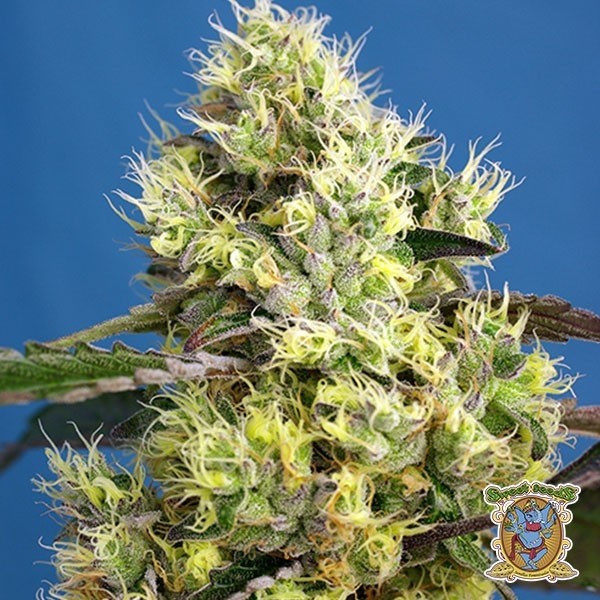 View Sweet Gelato Auto Cannabis Plant