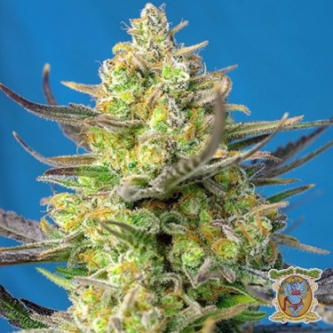 Sweet Cheese XL Auto Cannabis Plant