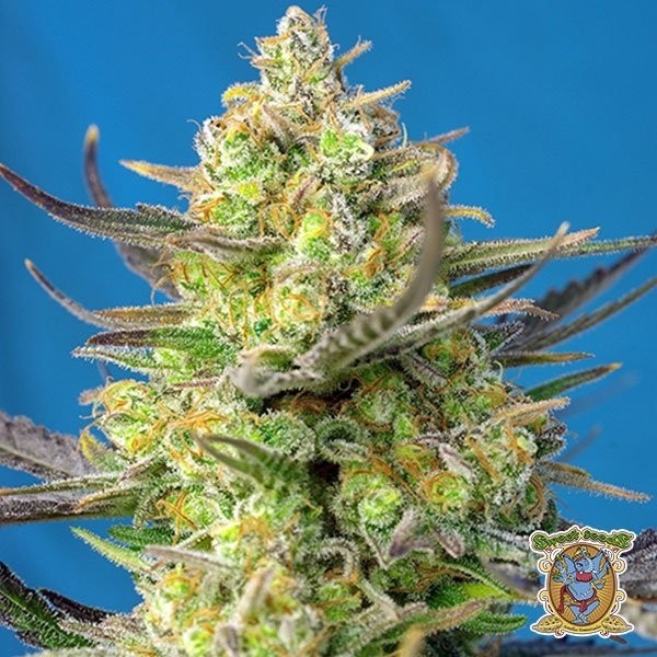 View Sweet Cheese XL Auto Cannabis Plant