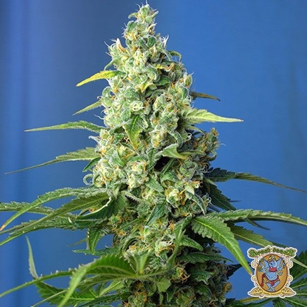View Honey Peach Auto CBD Cannabis Plant