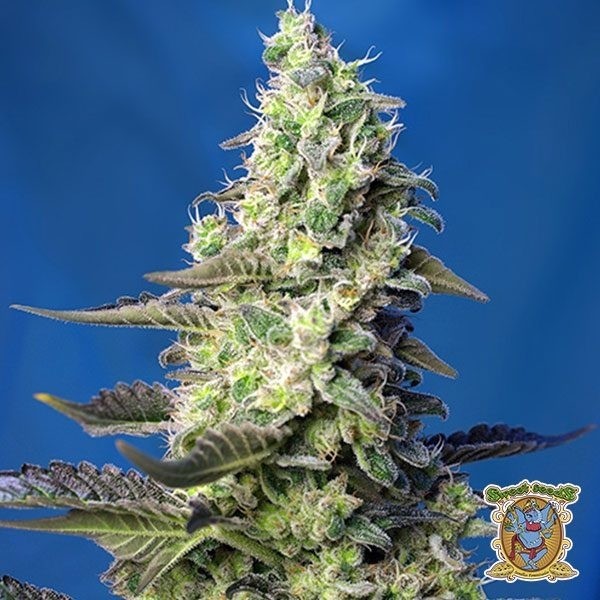 View Green Poison XL Auto Cannabis Plant