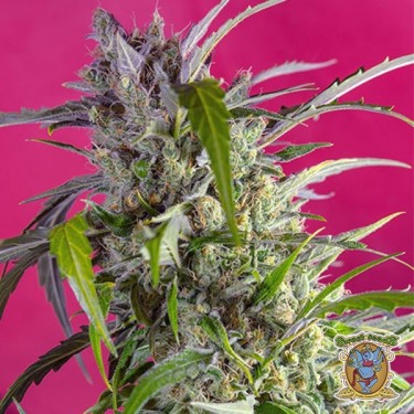 Crystal Candy Auto