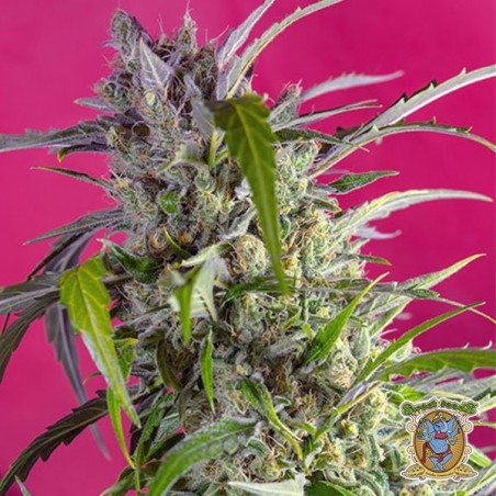 Crystal Candy Auto Cannabis Plant