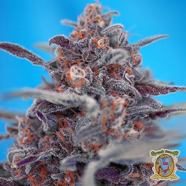 View Devil Cream Auto cannabis plant