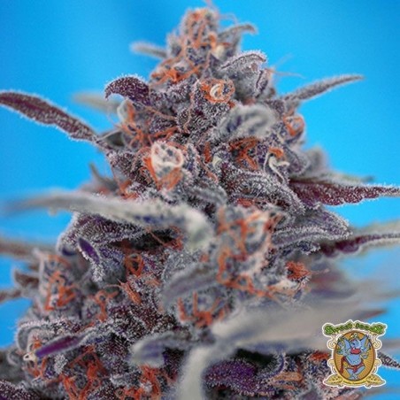 Devil Cream Auto cannabis plant