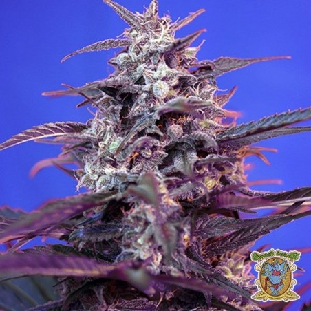 Bloody Skunk Auto cannabis plant