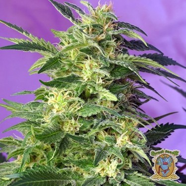 Killer Kush Auto marijuana plant