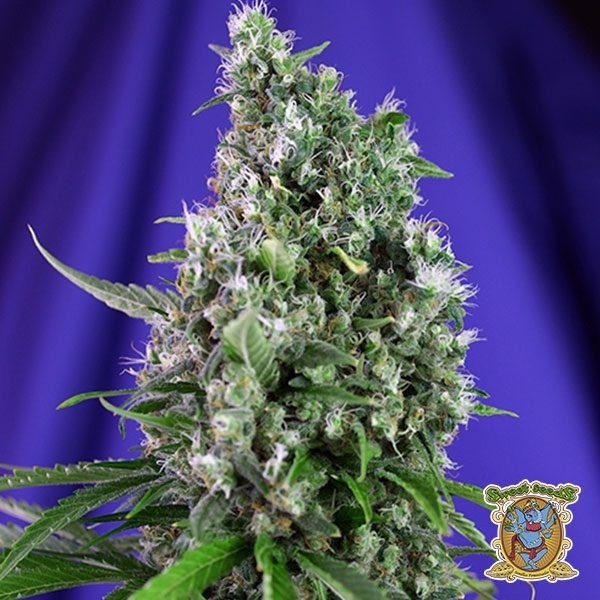 View Sweet Trainwreck Auto cannabis plant