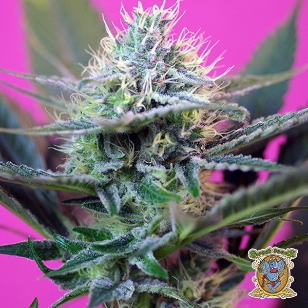 View + Speed Auto cannabis plant