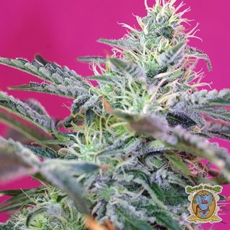 Sweet Cheese Auto marijuana plant