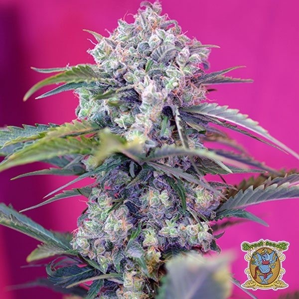 View Cream Mandarine Auto marijuana plant