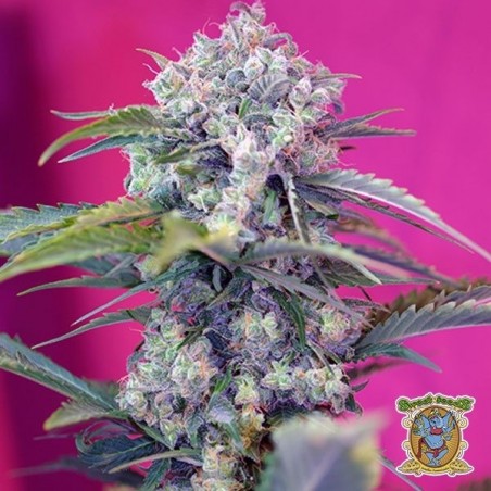 Cream Mandarine Auto marijuana plant