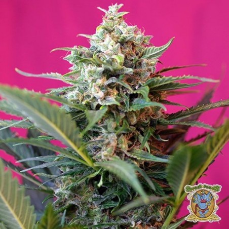 Big Devil XL Auto marijuana plant