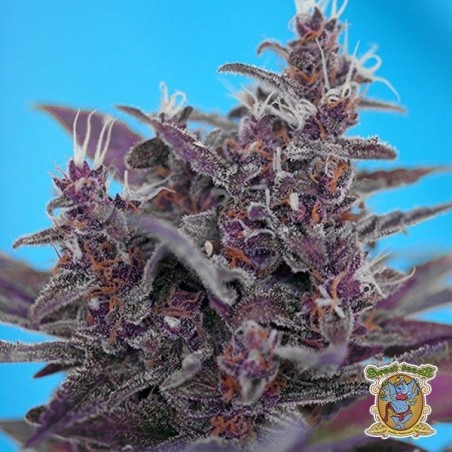 Black Cream Auto cannabis plant