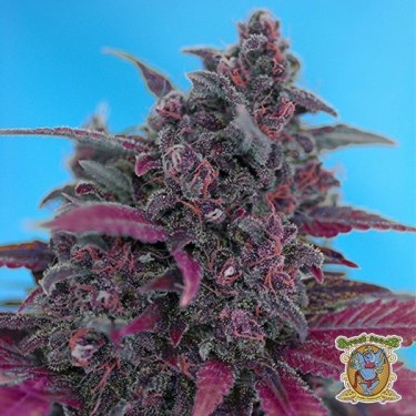 Dark Devil Auto by Sweet Seeds automatic - GB