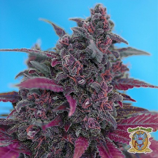 Dark Devil Auto by Sweet Seeds automatic - GB
