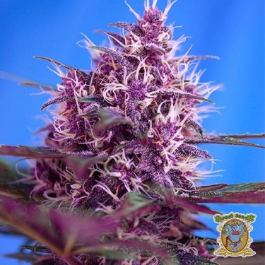 Red Poison Auto marijuana plant