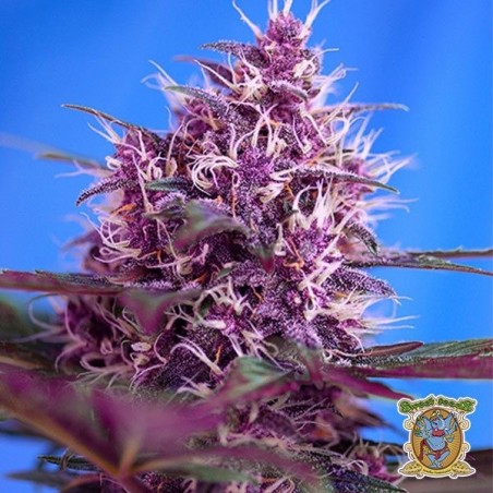 Red Poison Auto marijuana plant