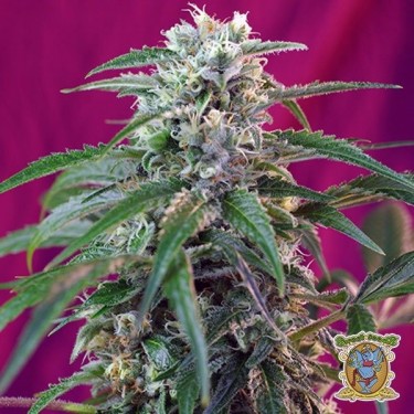 Green Poison Auto marijuana plant