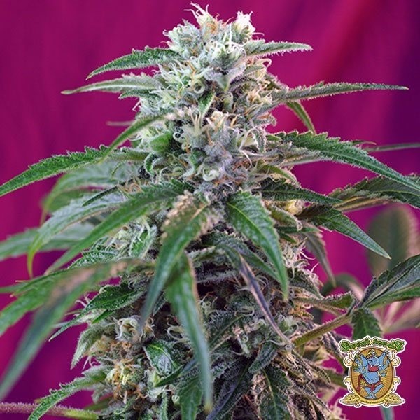 View Green Poison Auto marijuana plant