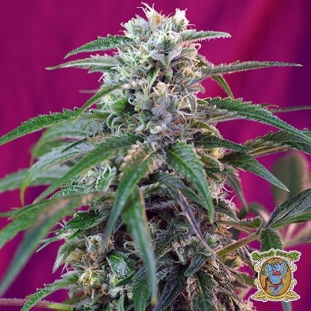 Green Poison Auto marijuana plant