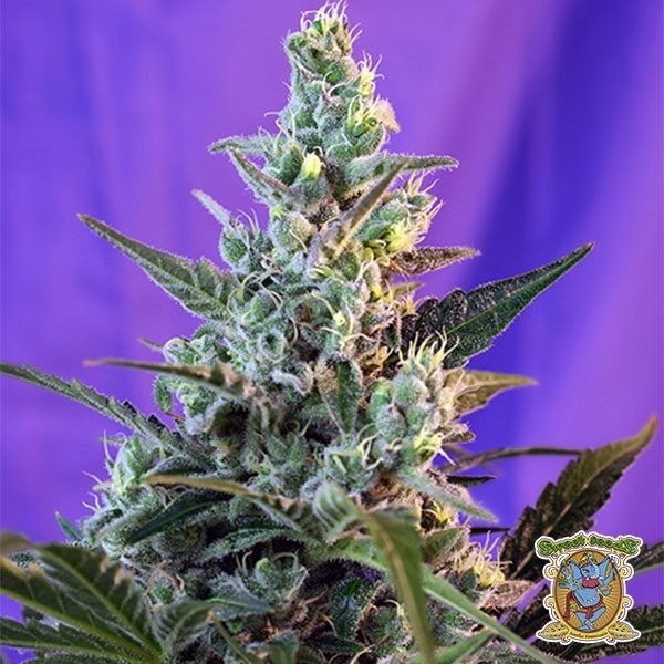 View Sweet Skunk Auto marijuana plant