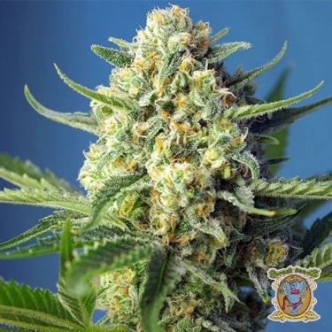 S.A.D Auto marijuana plant