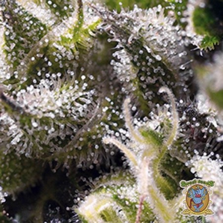 Cream Caramel Auto marijuana plant trichomes