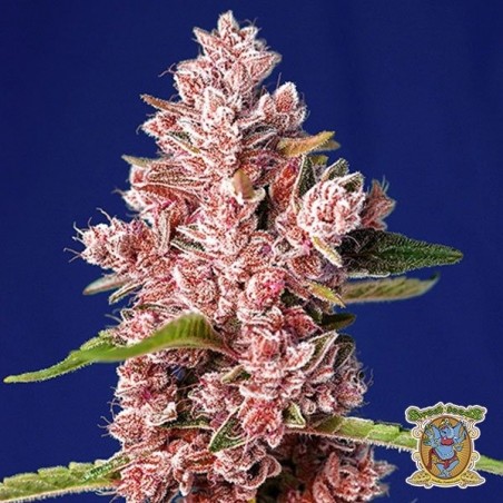 Tropicanna Poison F1 Fast Version Marijuana Plant