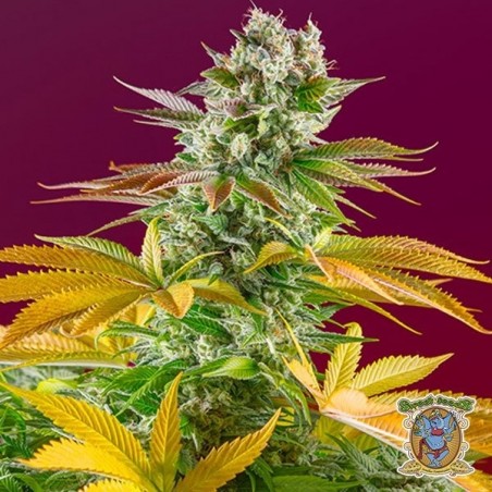 Gorilla Girl Fast Version F1 Marijuana Plant